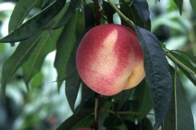 桃木樹|モモ（桃）の育て方・栽培方法｜植物図鑑｜みんなの趣味の園芸